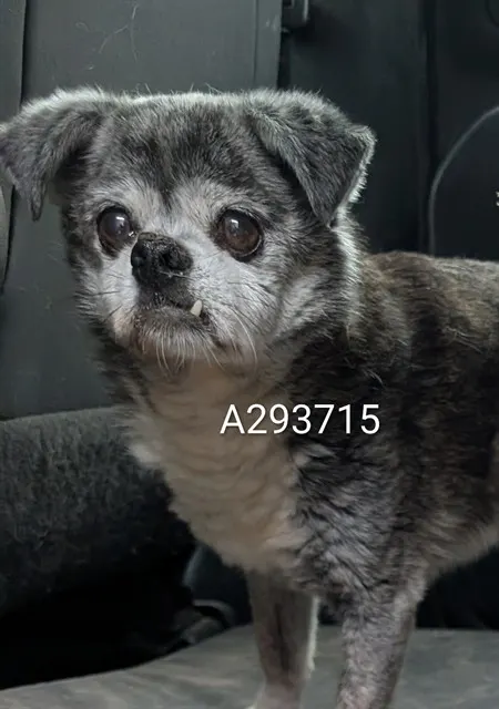 Adoptable Dog