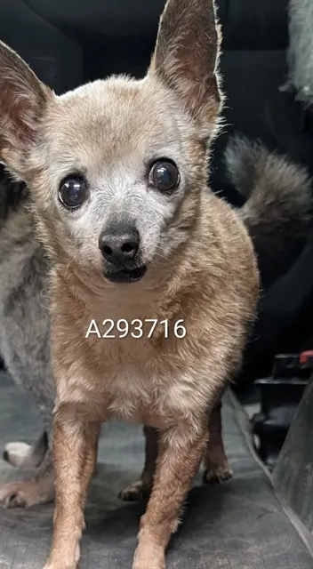 Adoptable Dog