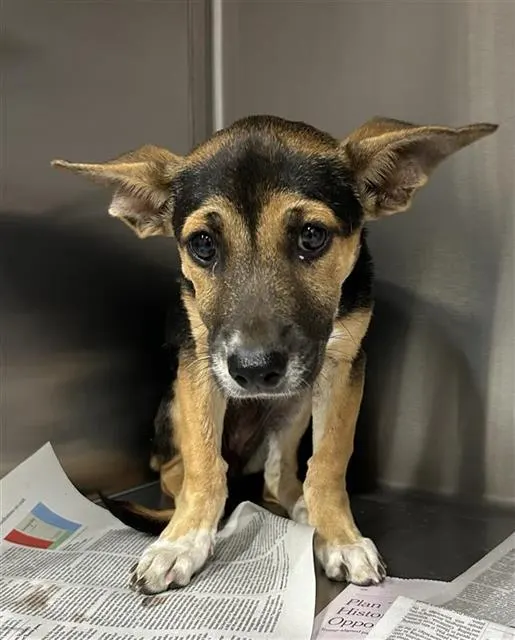 Adoptable Dog