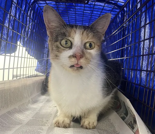 Adoptable Cat
