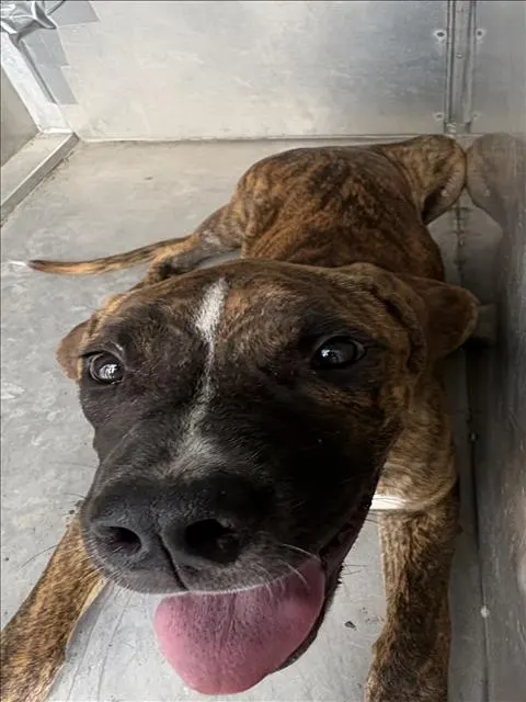 Adoptable Dog