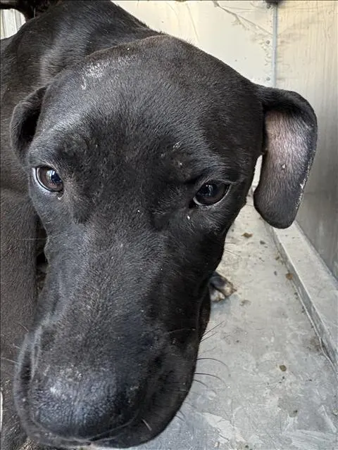 Adoptable Dog