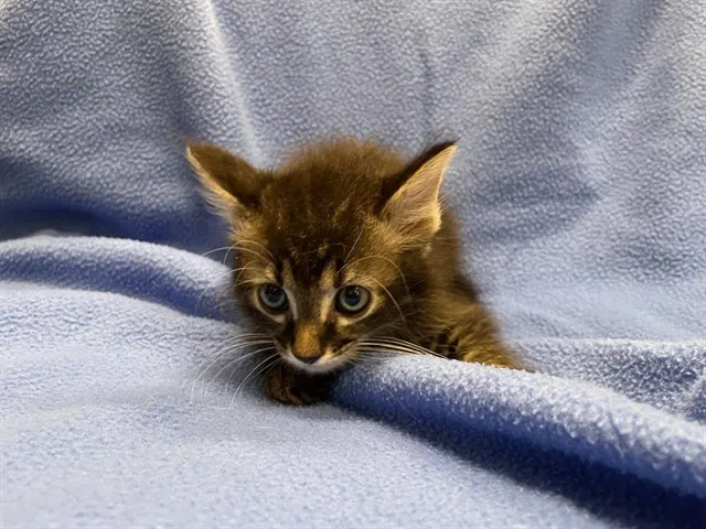 Tuck