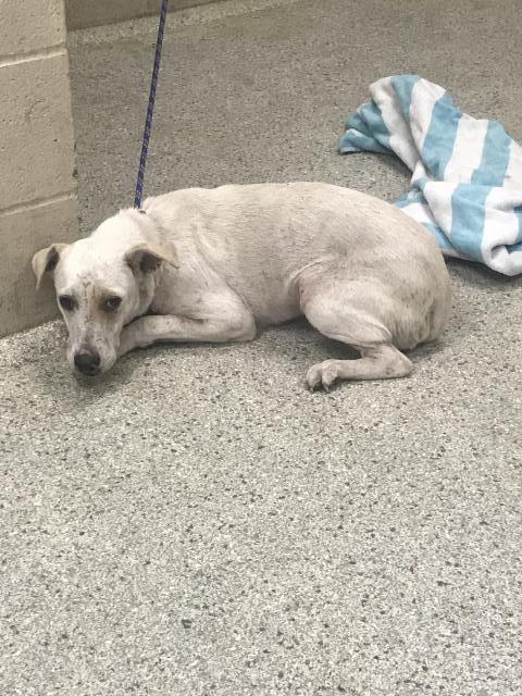 Adoptable Dog