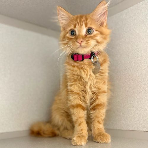 Thing 2