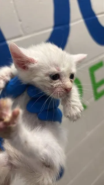 Adoptable Cat
