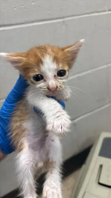 Adoptable Cat