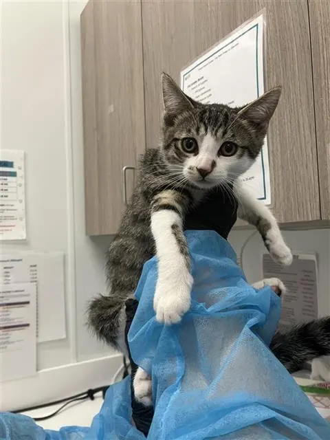 Adoptable Cat