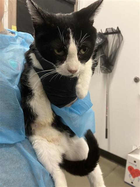 Adoptable Cat