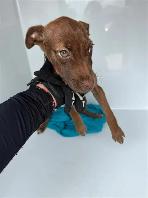 Adoptable Dog