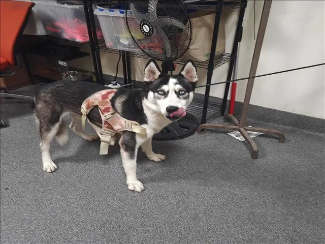 Husky Boy