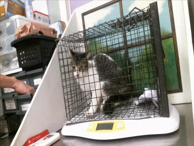 Adoptable Cat
