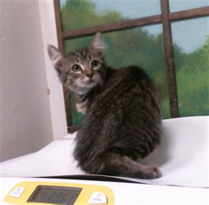Adoptable Cat