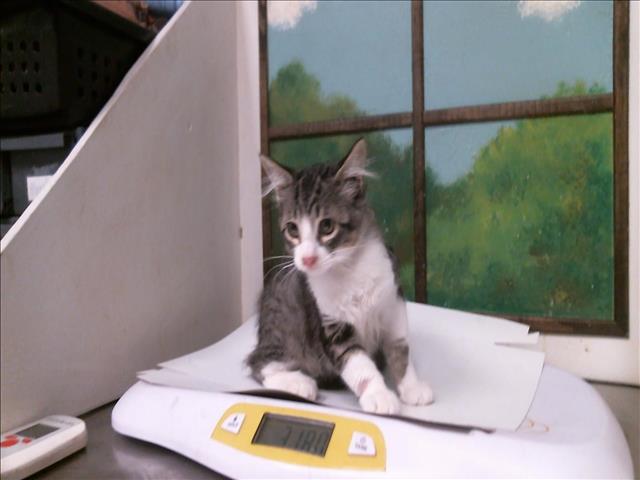Adoptable Cat