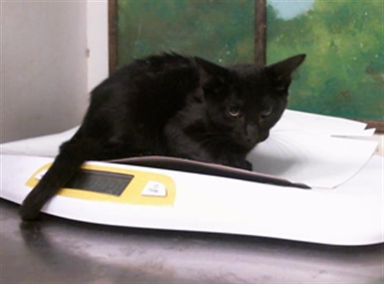 Adoptable Cat