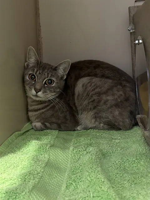 Adoptable Cat
