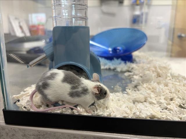 Smudge