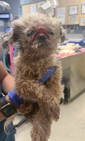 Coco