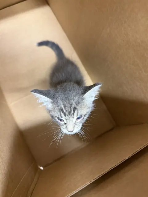 Adoptable Cat