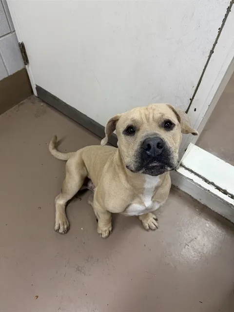 Adoptable Dog