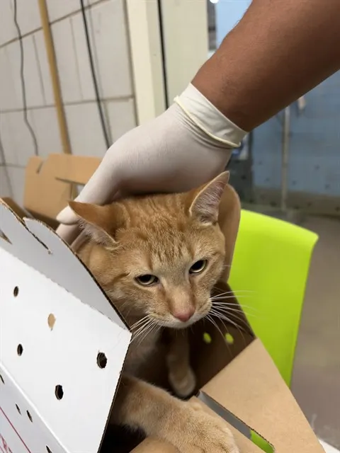 Adoptable Cat