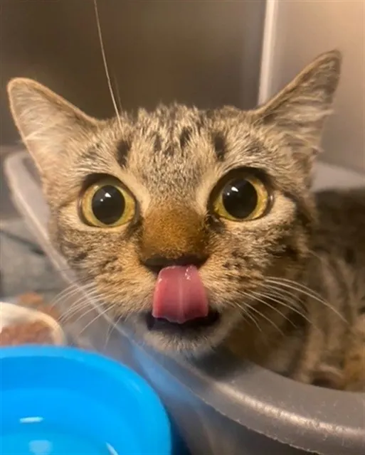 Adoptable Cat