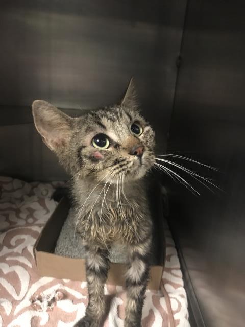 Adoptable Cat