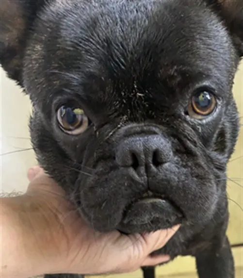Smush