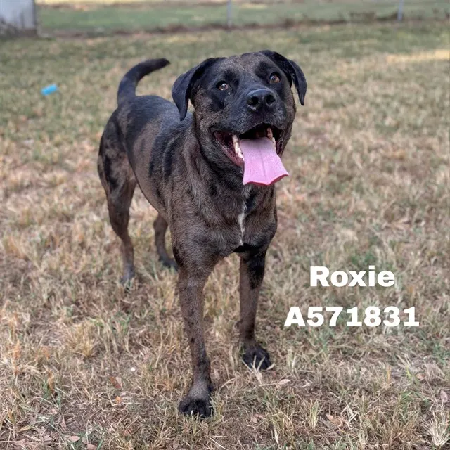 Roxie