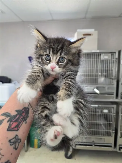 Adoptable Cat