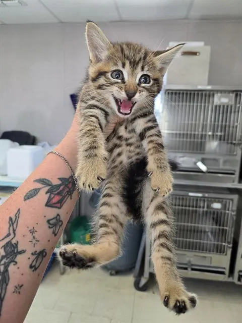Adoptable Cat