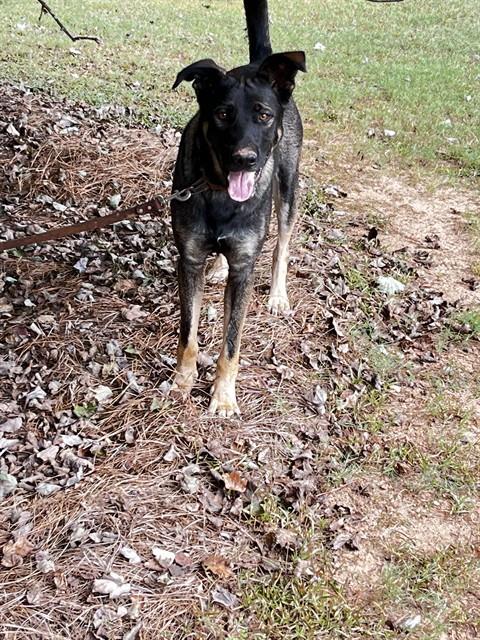 Adoptable Dog