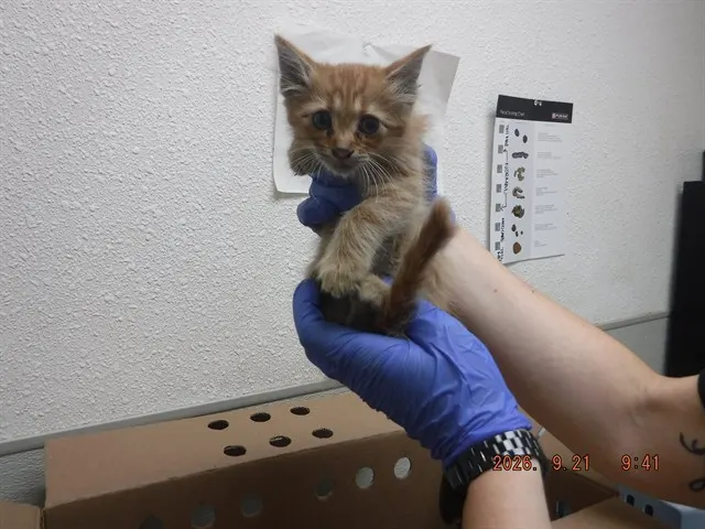 Grimm