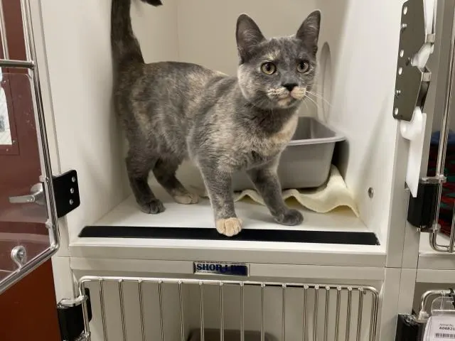 Adoptable Cat