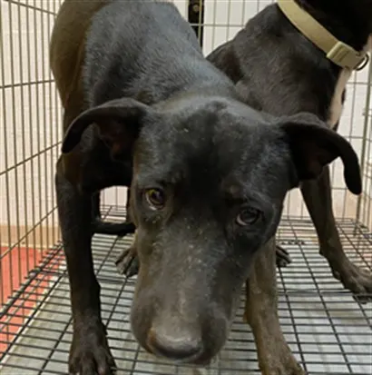 Adoptable Dog