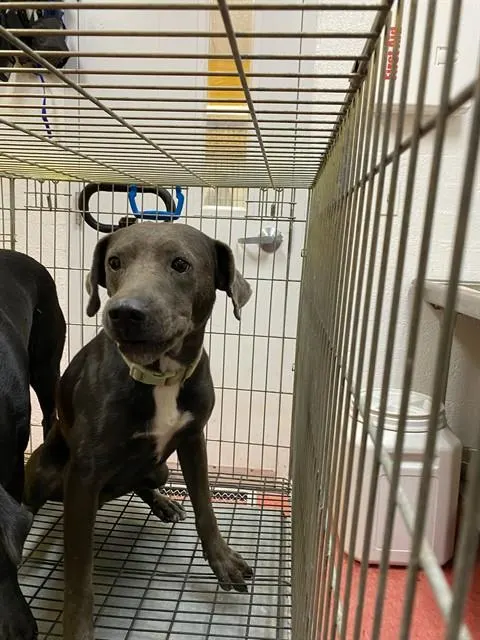 Adoptable Dog