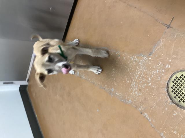 Lilu