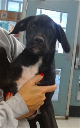 Adoptable Dog