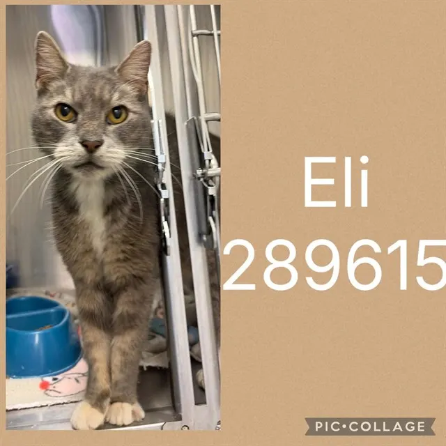 Eli