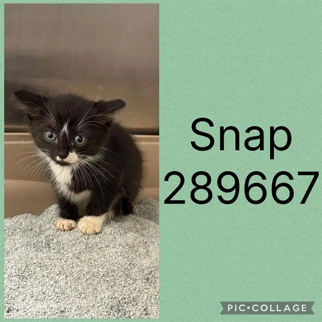 Snap