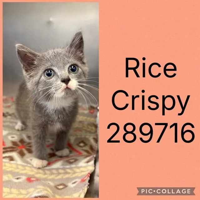 Rice Crispy