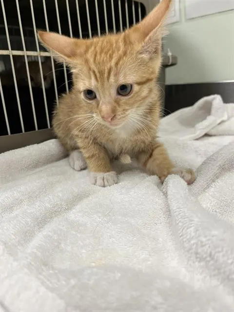 Honey*