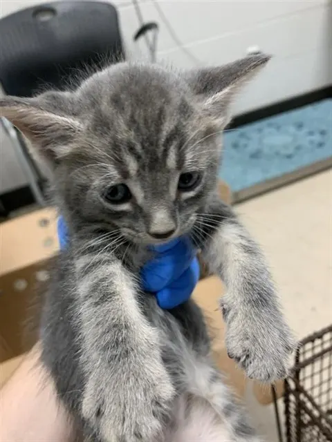 Fritter