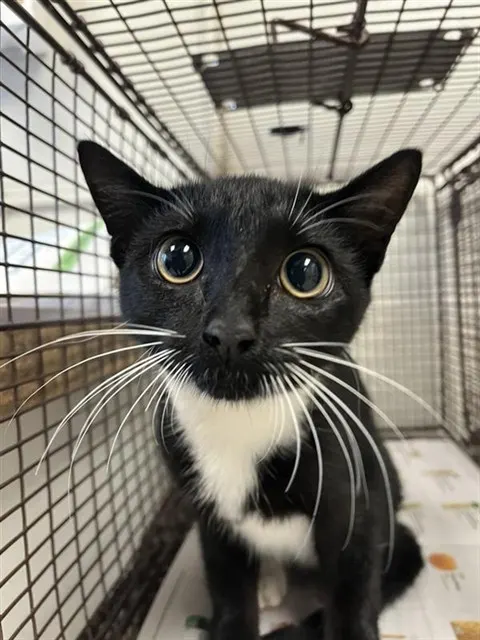 Adoptable Cat