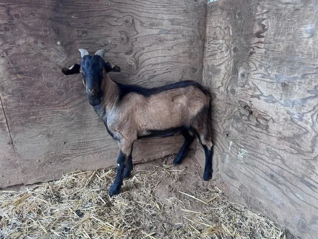 Goat 4