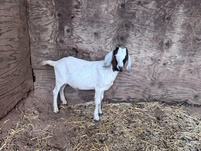 Goat 11