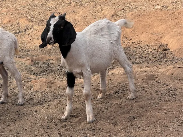 Goat 12