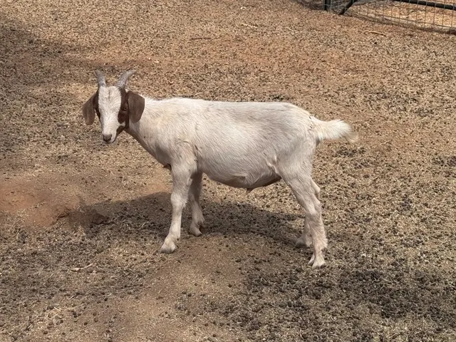 Goat 16