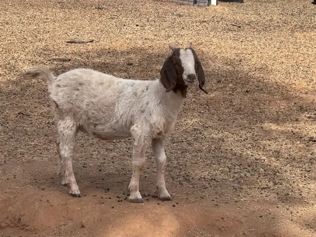 Goat 14