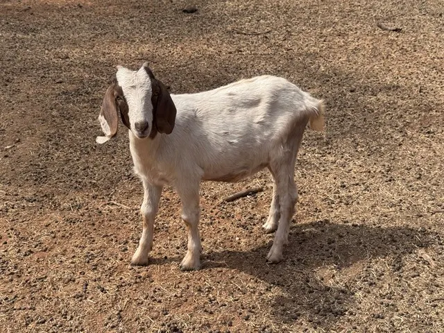 Goat 15